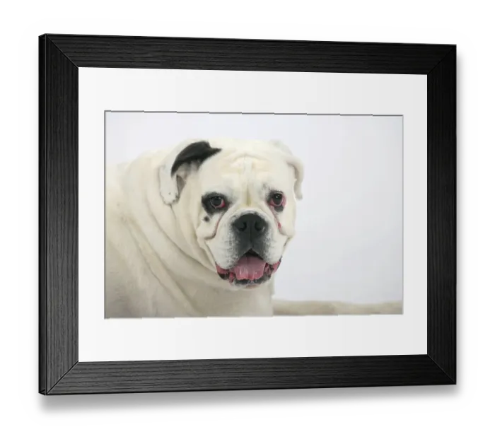 Framed Print : White German Boxer