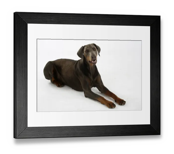 Framed Print : Doberman Pinscher, blue Framed Print : Doberman Pinscher, blue