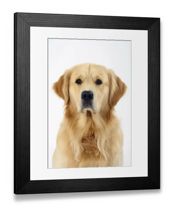 Framed Print : Golden Retriever