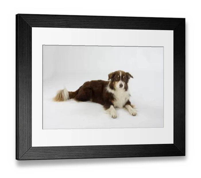 Framed Print : Australian Shepherd, 8 years old Framed Print : Australian Shepherd, 8 years old