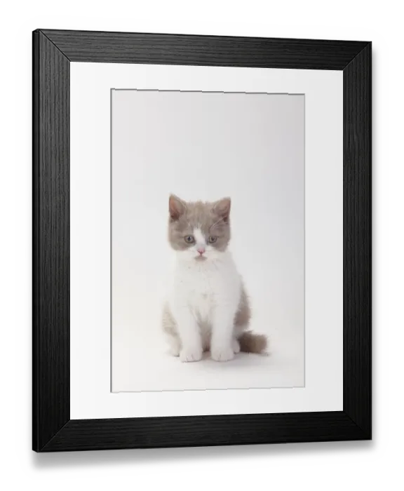 Framed Print : British longhair cat, fawn-white Framed Print : British longhair cat, fawn-white