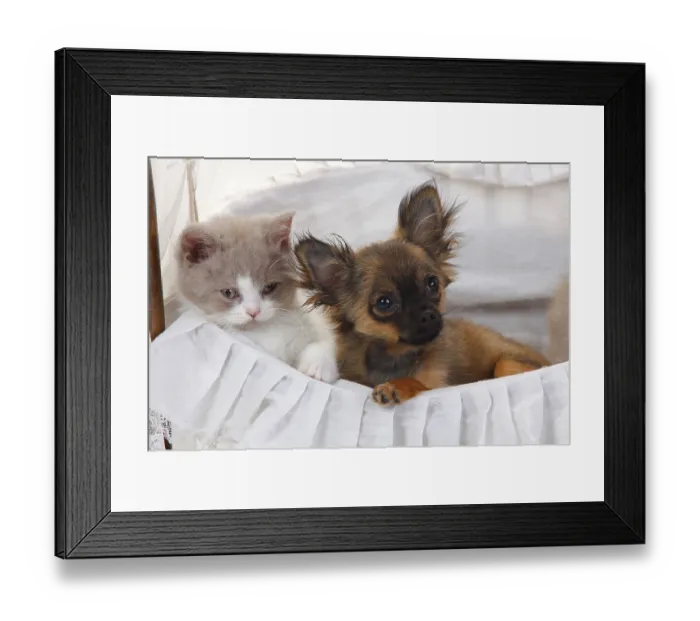 Framed Print : Chihuahua, puppy, longhair, 4 months