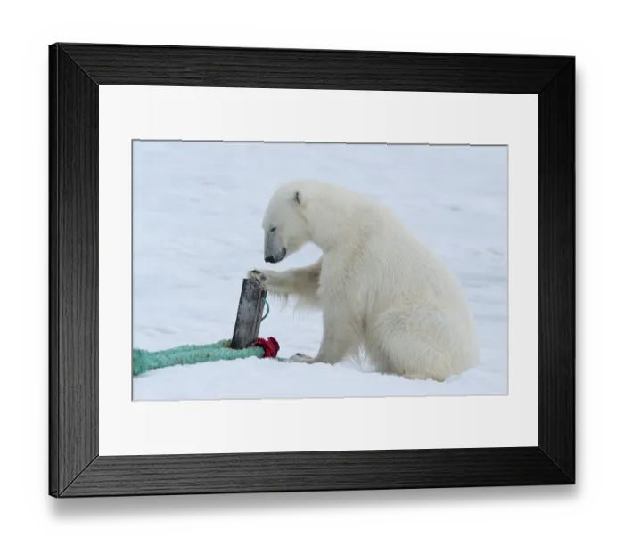 Framed Print : Polar bear (Ursus maritimus) inspects rope and mast holding expedition ship