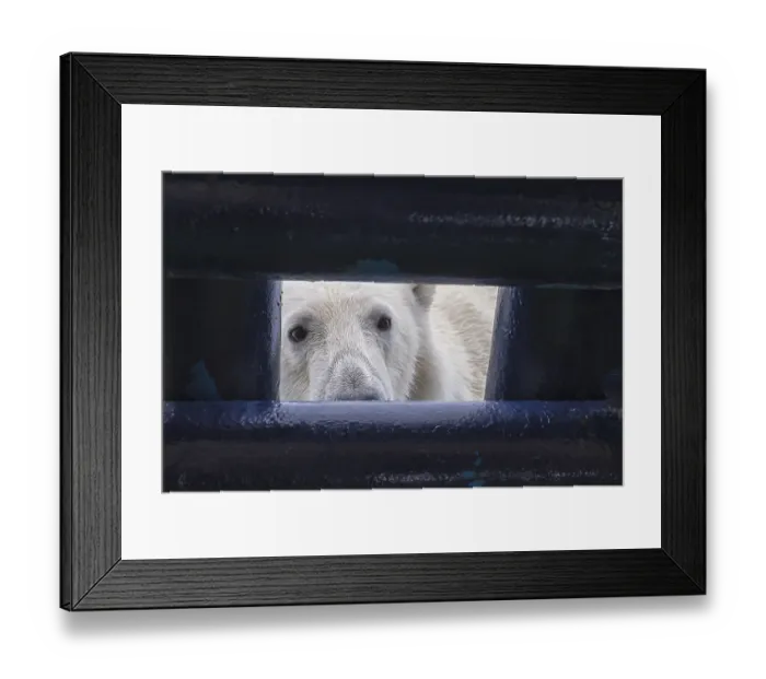 Framed Print : Polar bear (Ursus maritimus) looking through an opening in the deck of a ship