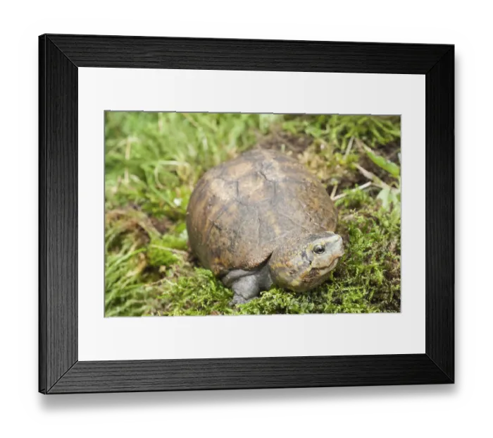 Framed Print : Kinosternon subrubrum, Other animals