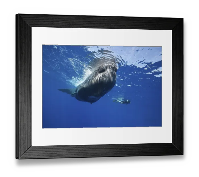 Framed Print : Sperm whale and snorkeller, Physeter macrocephalus