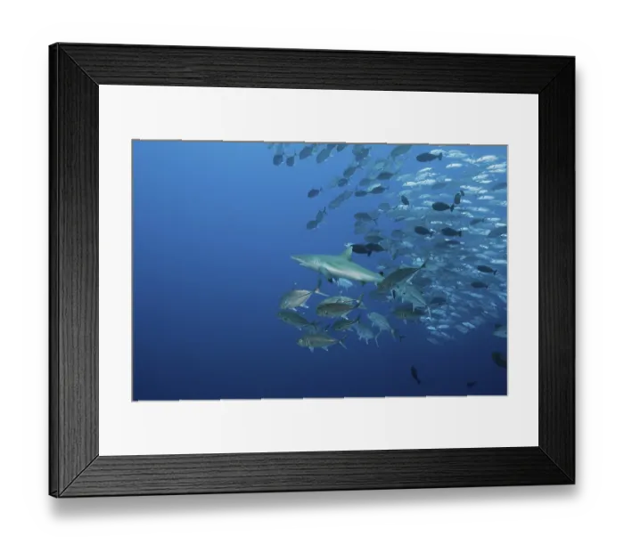 Framed Print : Spiny trevally distress Grey reef shark