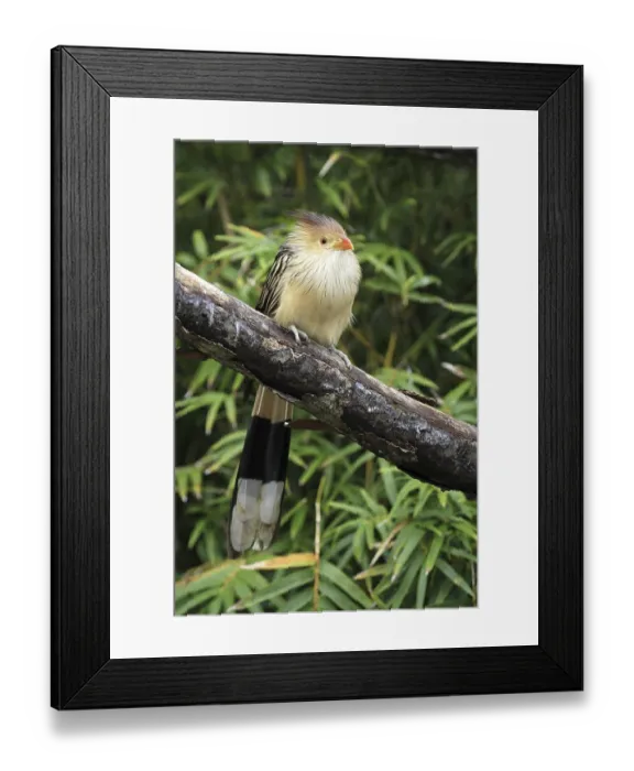 Framed Print : Guira Cuckoo (Guira guira), adult perched on branch Framed Print : Guira Cuckoo (Guira guira), adult perched on branch