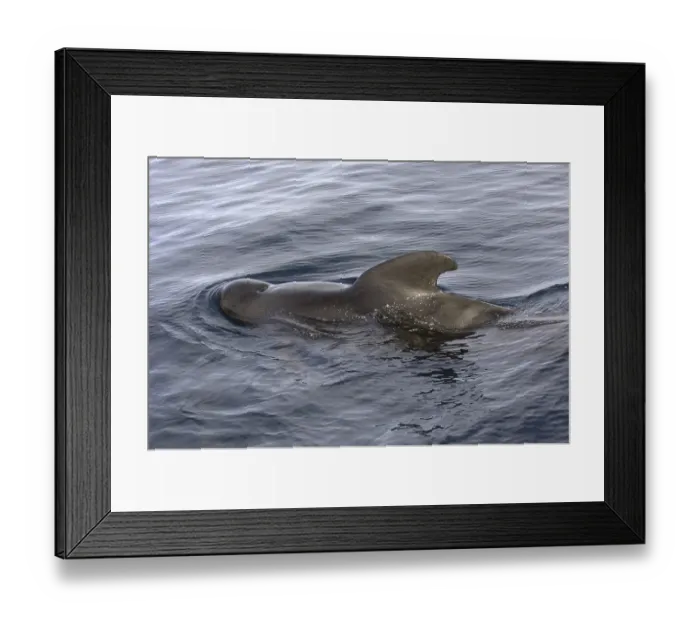 Framed Print : Short-finned Pilot Whale (Globicephala macrorhynchus)