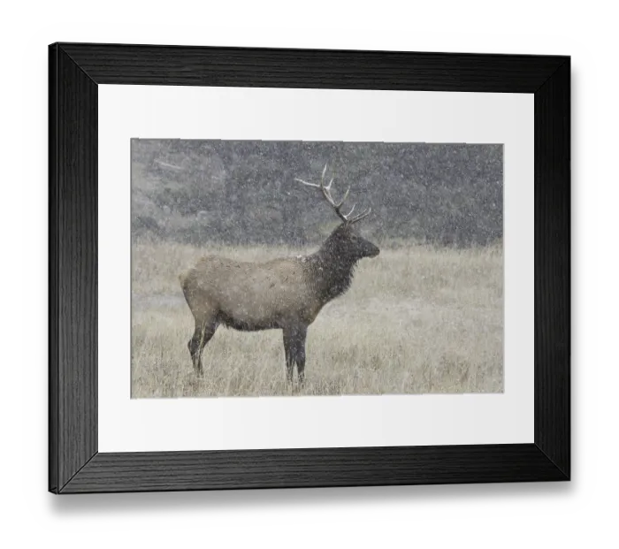 Framed Print : Elk or Wapiti (Cervus canadensis)