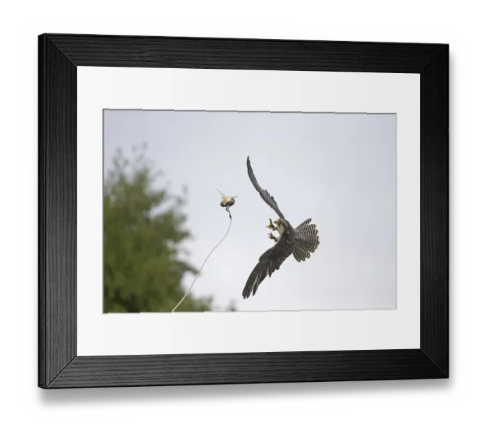 Framed Print : Lanner Falcon (Falco biarmicus) adult