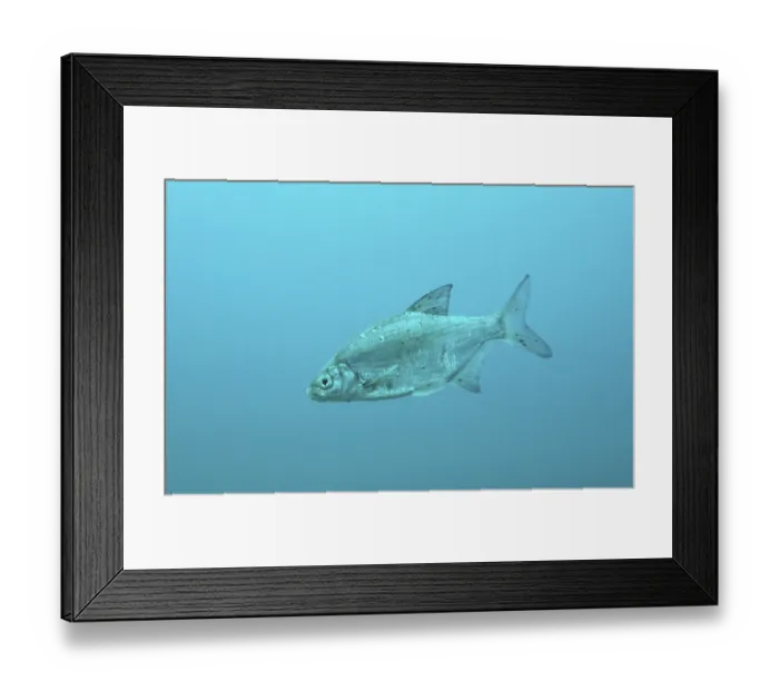 Framed Print : Silver Bream, Austria, Blicke, Rosensee