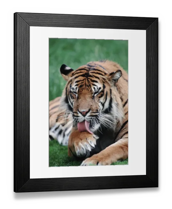 Framed Print : Sumatran Tiger (Panthera tigris sumatrae)