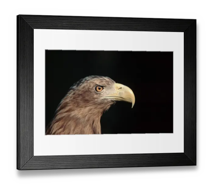 Framed Print : White-tailed Eagle (Haliaeetus albicilla) Framed Print : White-tailed Eagle (Haliaeetus albicilla)