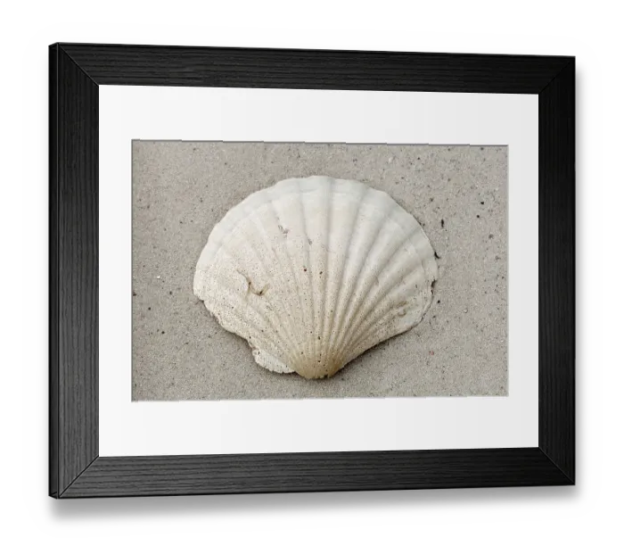 Framed Print : King Scallop shell, Great Scallop (Pecten maximus) Framed Print : King Scallop shell, Great Scallop (Pecten maximus)