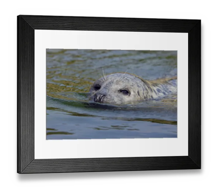 Framed Print : Harbour Seal or Common Seal (Phoca vitulina)
