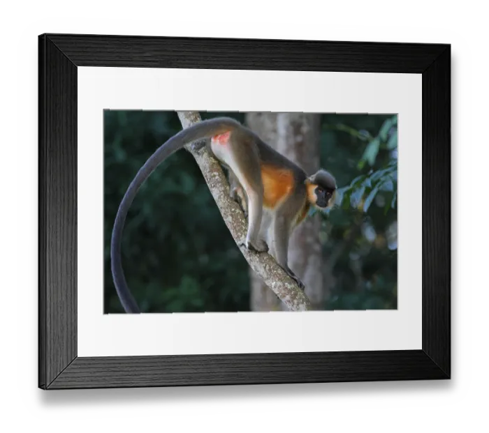 Framed Print : Capped Langur (Trachypithecus pileatus) adult female