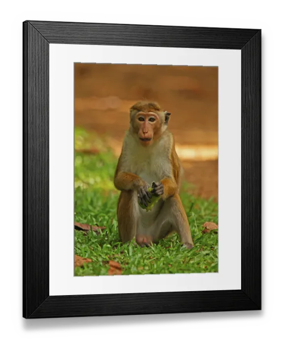 Framed Print : Toque toque macaque (Macaca sinica) adult Framed Print : Toque toque macaque (Macaca sinica) adult