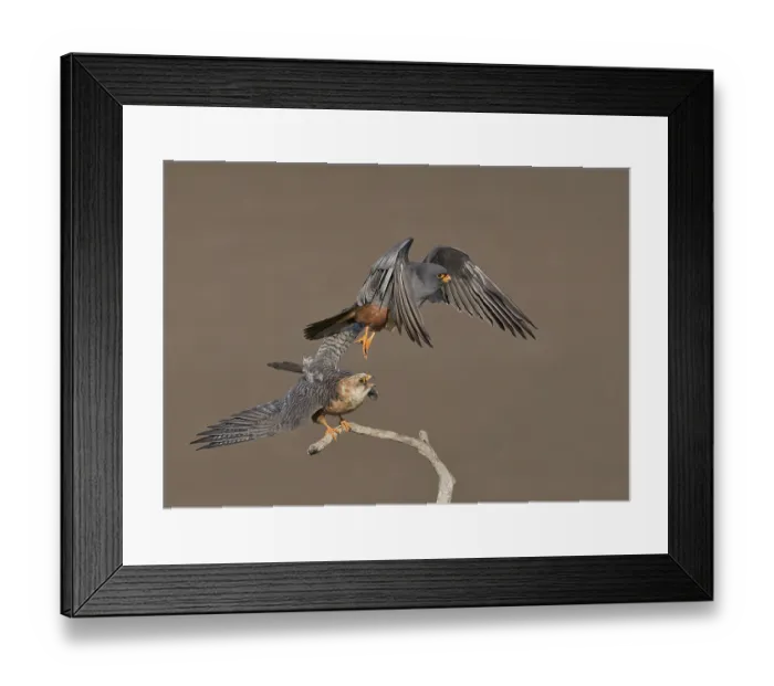 Framed Print : Red-footed Falcon (Falco vespertinus) adult pair Framed Print : Red-footed Falcon (Falco vespertinus) adult pair