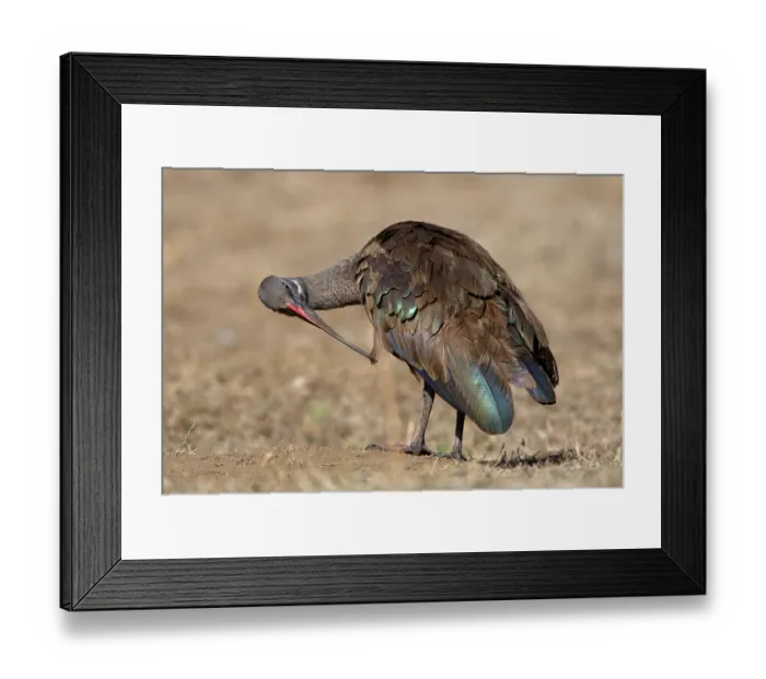 Framed Print : Hadada hadada ibis (Bostrychia hagedash) adult Framed Print : Hadada hadada ibis (Bostrychia hagedash) adult