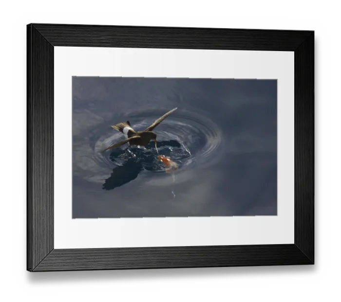 Framed Print : Wilson's wilson's storm petrel (Oceanites oceanicus) adult