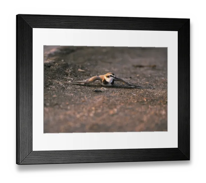 Framed Print : Kentish plover (Charadrius alexandrinus) Male faking injury
