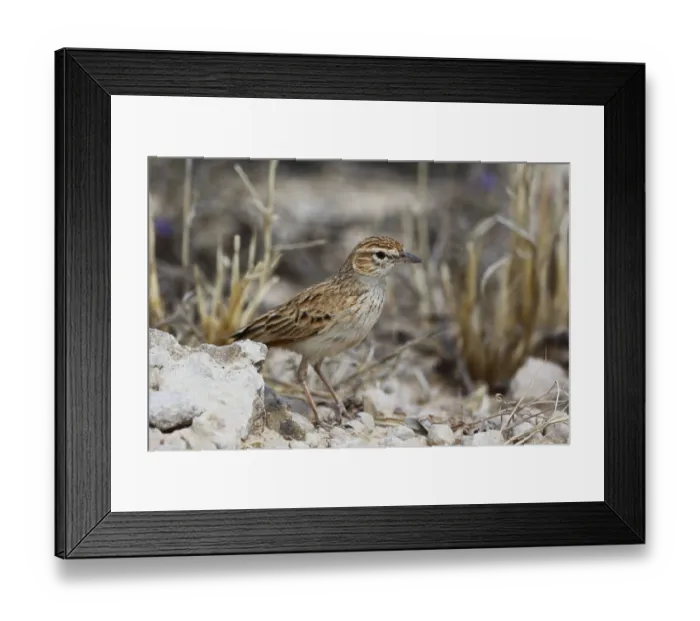 Framed Print : Eastern Clapper Lark (Mirafra apiata fasciolata) adult
