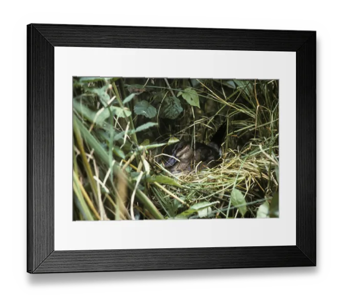 Framed Print : Ruddy duck (Oxyura jamaicensis)