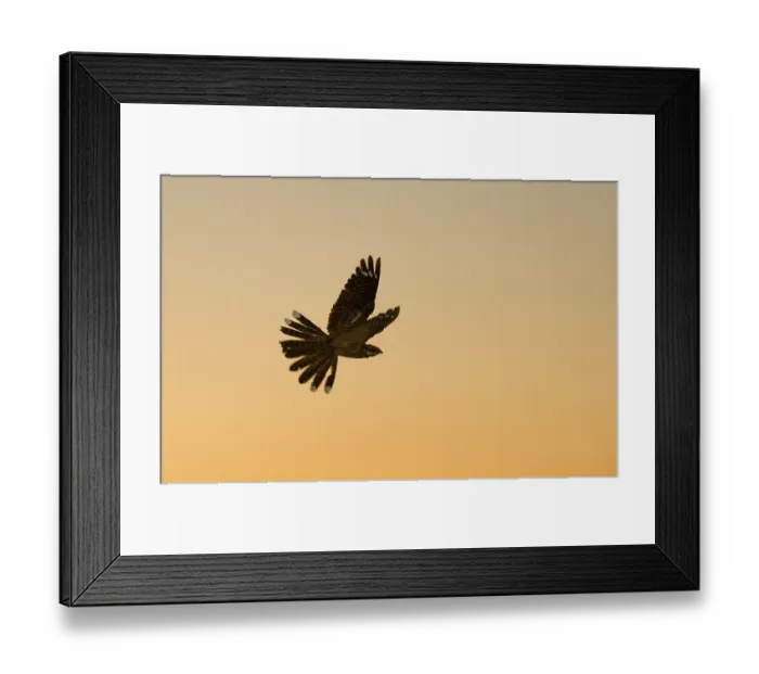 Framed Print : Nightjar, european nightjar (Caprimulgus europaeus)