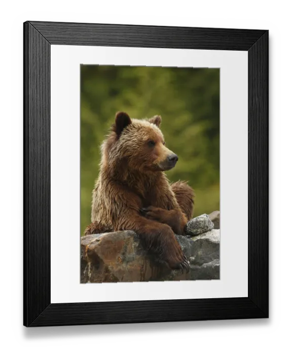 Framed Print : Grizzly bear, grizzly bears (Ursus arctos horribilis) Framed Print : Grizzly bear, grizzly bears (Ursus arctos horribilis)