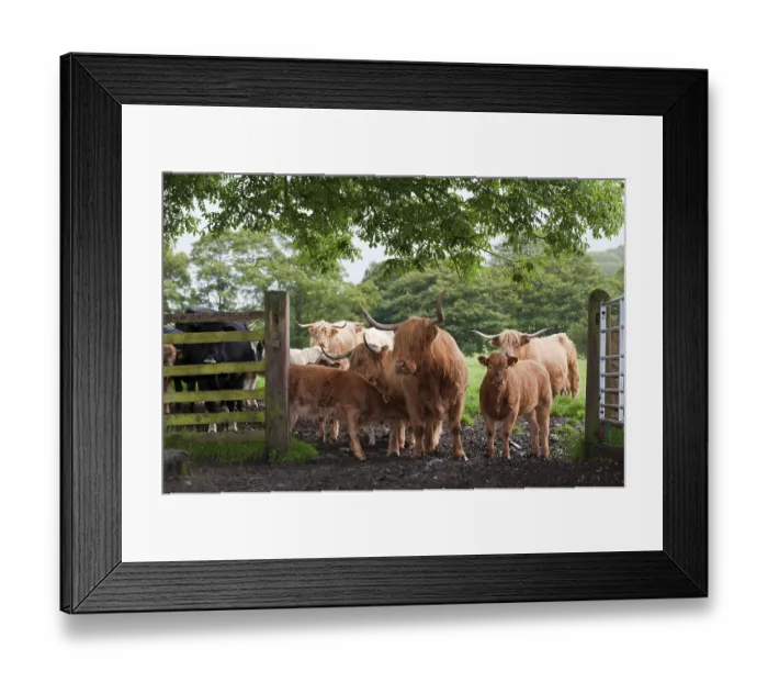 Framed Print : Domestic cattle, highland cattle