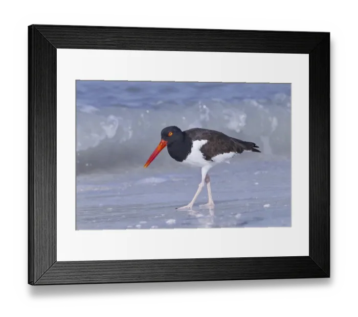 Framed Print : American oystercatcher (Haematopus palliatus) adult