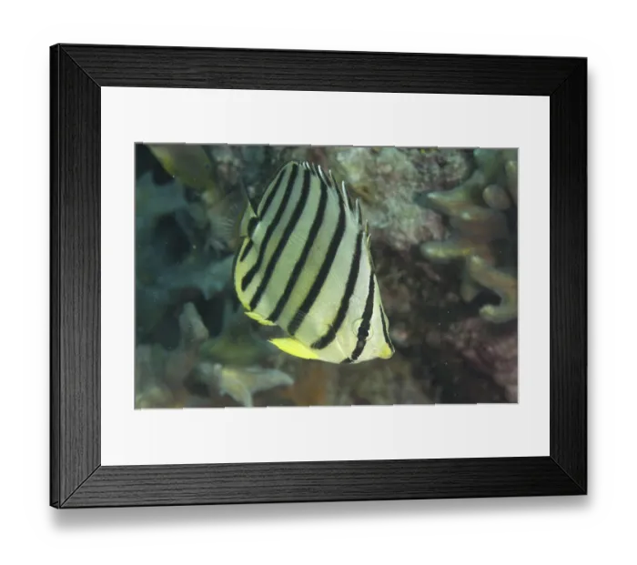 Framed Print : Eight-banded Butterflyfish (Chaetodon octofasciatus) Framed Print : Eight-banded Butterflyfish (Chaetodon octofasciatus)