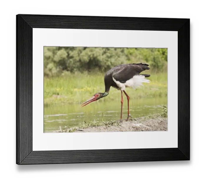 Framed Print : Adult black stork (Ciconia nigra) Framed Print : Adult black stork (Ciconia nigra)