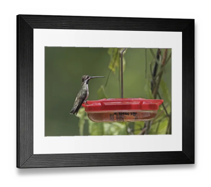 Framed Print : Long-billed Starthroat (Heliomaster longirostris longirostris) adult