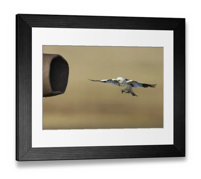 Framed Print : Snow bunting (Plectrophenax nivalis) adult male