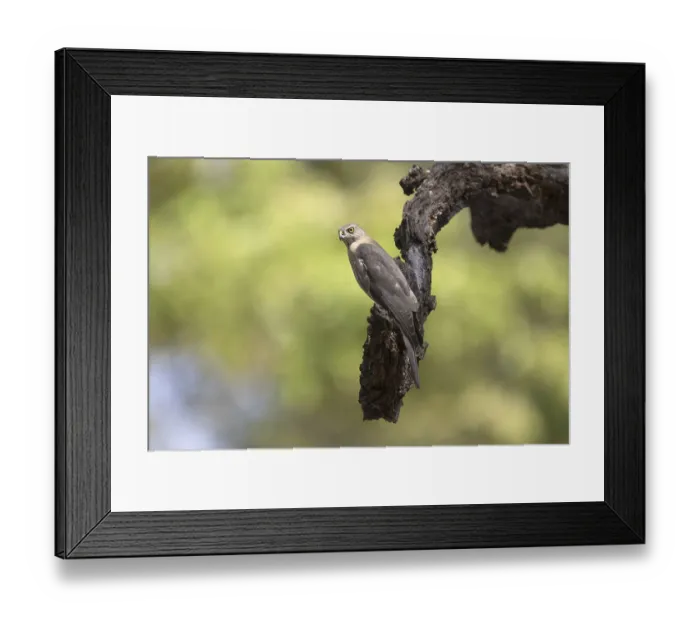 Framed Print : Shikra (Accipiter badius dussumieri) adult Framed Print : Shikra (Accipiter badius dussumieri) adult