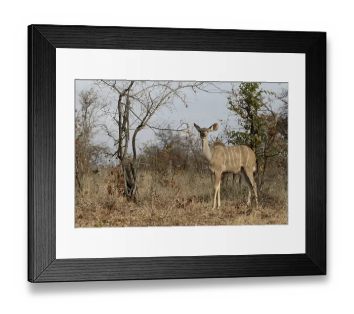 Framed Print : Greater Kudu (Tragelaphus strepsiceros) adult female