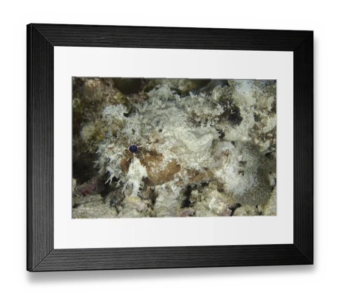 Framed Print : Frogfish, Toadfish, Frogfish, Toadfish