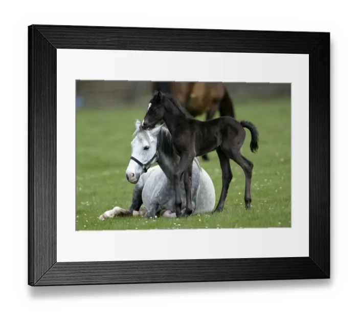 Framed Print : German Riding Pony