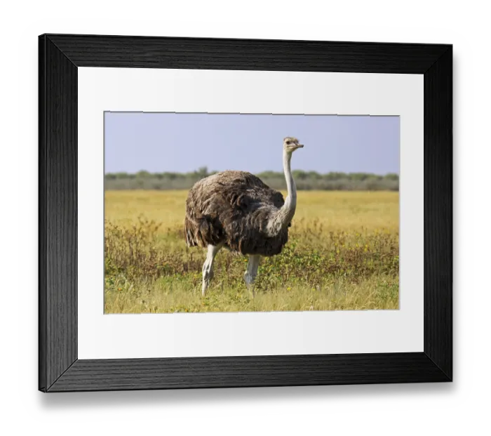 Framed Print : bouquet Framed Print : bouquet
