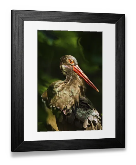 Framed Print : Black stork (Ciconia nigra) Framed Print : Black stork (Ciconia nigra)