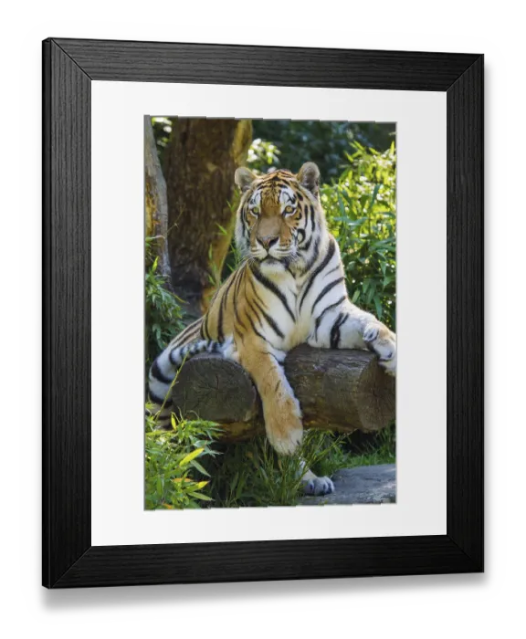 Framed Print : Siberian tiger (anthera tigris altaica)