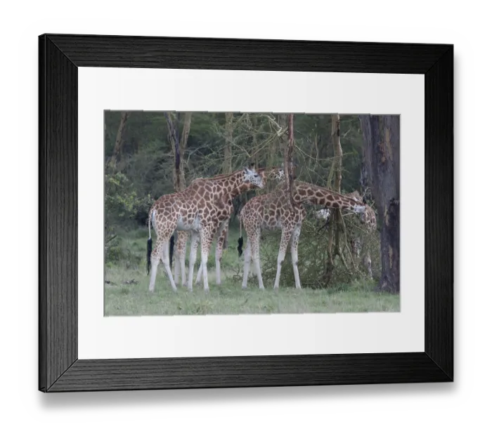 Framed Print : Rothschild's giraffes feeding Rothschild's giraffes feeding Framed Print : Rothschild's giraffes feeding Rothschild's giraffes feeding