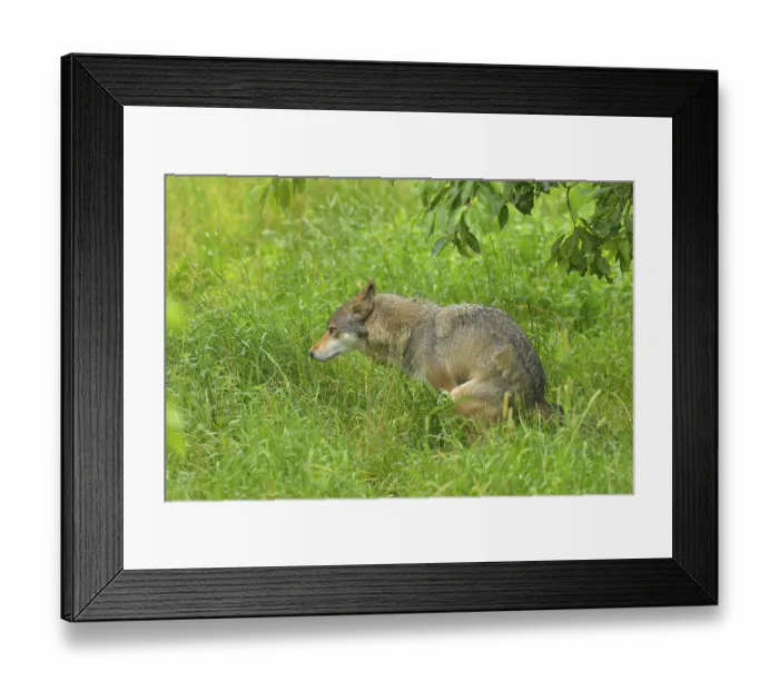 Framed Print : European gray wolf, Canis lupus