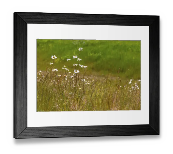 Framed Print : Flowers