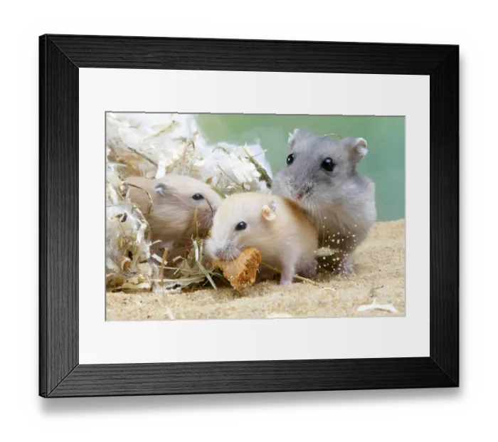 Framed Print : Djungarian hamster (Phodopus sungorus) and juveniles