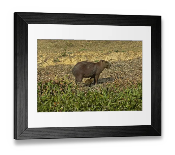 Framed Print : Capybara (hydrochoerus hydrochaeris) Framed Print : Capybara (hydrochoerus hydrochaeris)