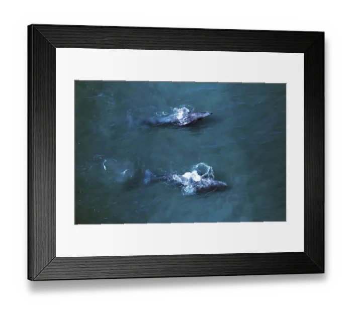 Framed Print : Gray whale (eschrichtius robustus)