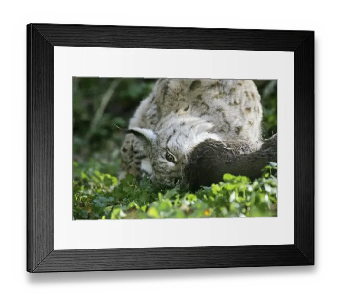 Framed Print : European eurasian lynx (felis lynx)